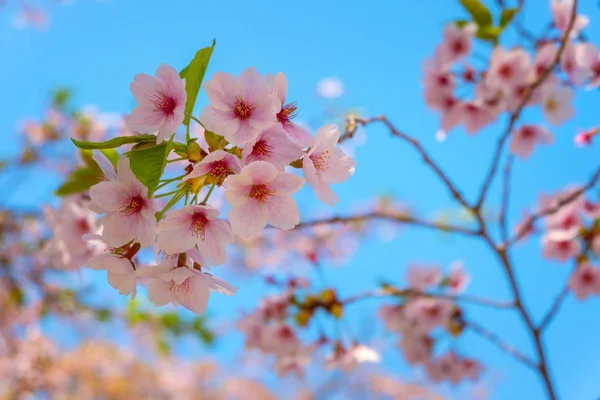 日本福岛的樱花 — 图库照片
