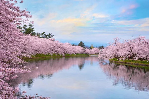 Πλήρη Άνθιση Sakura Κεράσι Άνθος Στο Κάστρο Χιροσάκι Hirosaki Πάρκο — Φωτογραφία Αρχείου