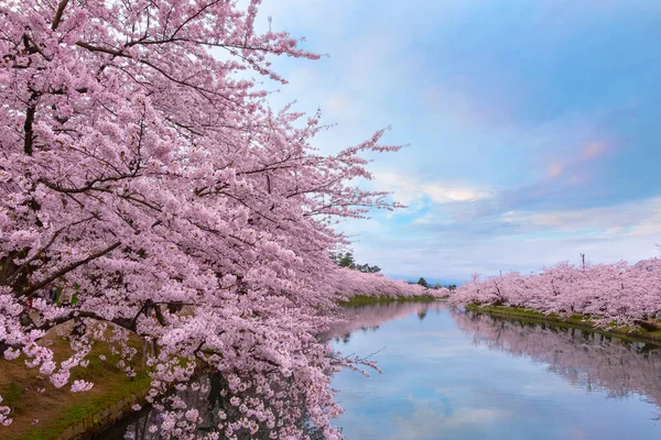 Tam Çiçeklenme Sakura Cherry Blossom Hirosaki Castle Hirosaki Park Japonya — Stok fotoğraf