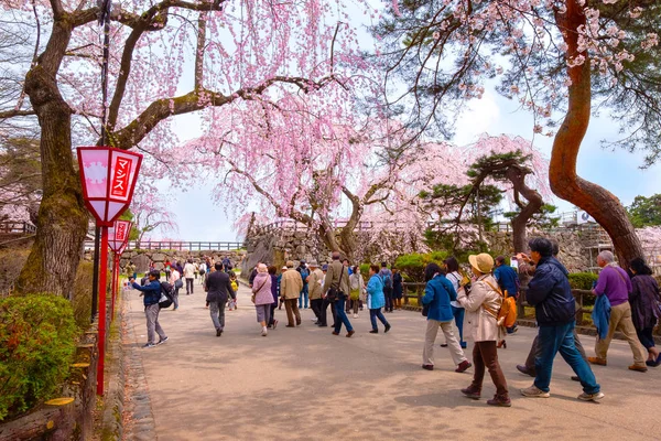 Хиросаки Япония Апреля 2018 Года Цветок Сакуры Цветок Вишни Парке — стоковое фото