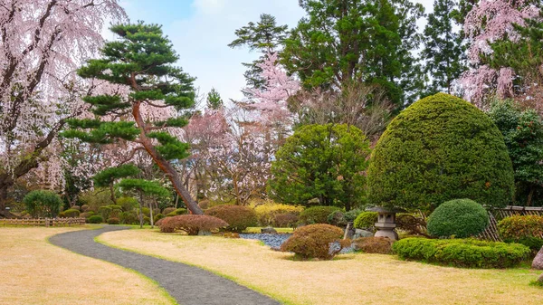 Sakura Pełnym Rozkwicie Ogród Japoński Memorial Fujita Hirosaki Japan — Zdjęcie stockowe