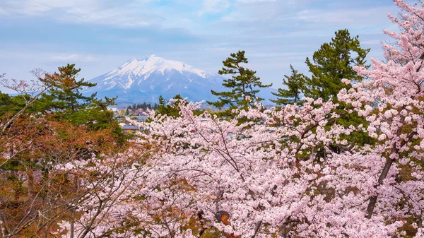 Iwaki Pełnym Kwitną Sakura Cherry Blossom Hirosaki Park Jeden Najpiękniejszych — Zdjęcie stockowe