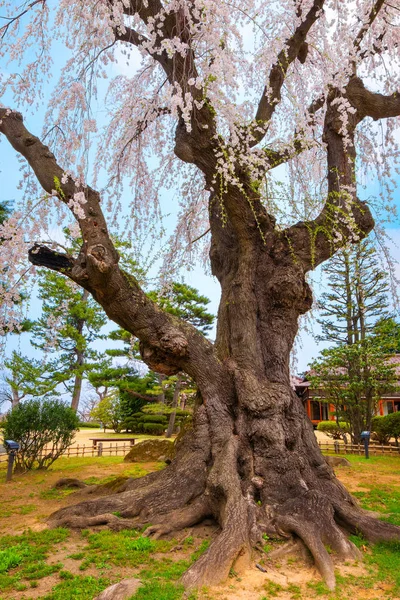 Full Blom Sakura Fujita Memorial Japanska Trädgården Hirosaki Japan — Stockfoto