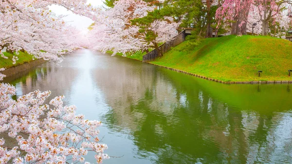 Tohoku bölgesi ve Japonya 'nın en güzel sakura yerlerinden biri olan Hirosaki parkındaki Kiraz Çiçeği.