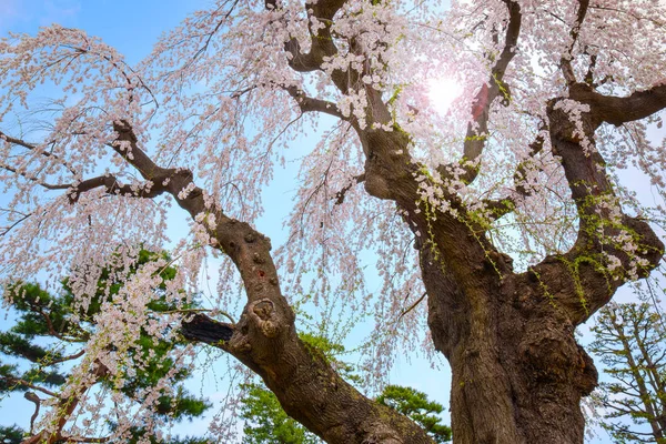 Volle Bloei Sakura Fujita Memorial Japanse Tuin Hirosaki Japan — Stockfoto