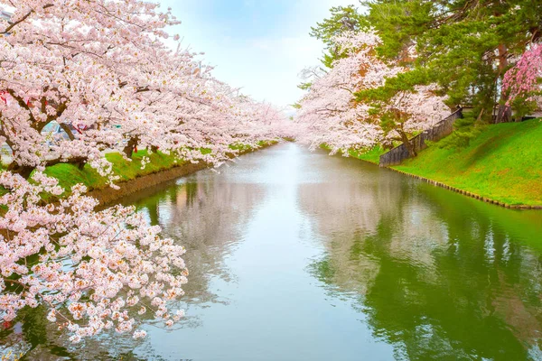 Volledige Bloomsakura Cherry Blossom Hirosaki Park Een Van Mooiste Sakura — Stockfoto