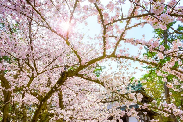 Sakura Κεράσι Ανθίσει Πλήρη Άνθιση Στο Πάρκο Hirosaki Ιαπωνία — Φωτογραφία Αρχείου