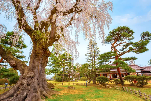 Sakura Pełnym Rozkwicie Ogród Japoński Memorial Fujita Hirosaki Japan — Zdjęcie stockowe