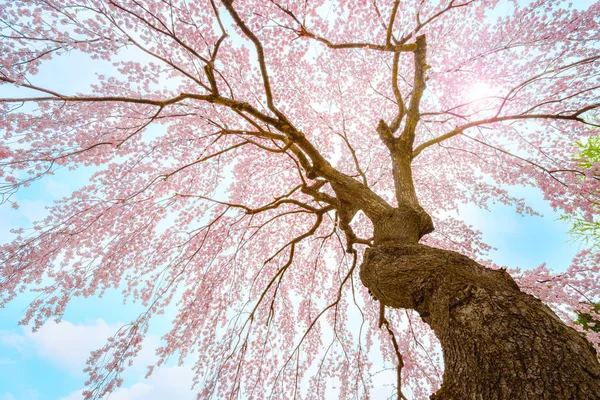 在日本弘前的藤田纪念日本花园盛开樱花 — 图库照片