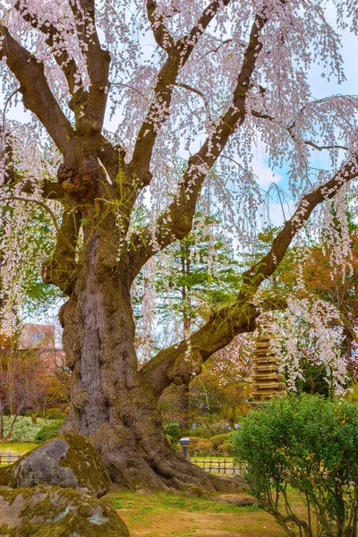 満開の桜弘前県の藤田記念日本庭園 — ストック写真
