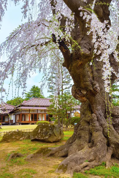 満開の桜弘前県の藤田記念日本庭園 — ストック写真