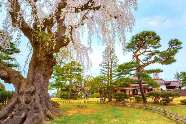 Sakura Pełnym Rozkwicie Ogród Japoński Memorial Fujita Hirosaki Japan — Zdjęcie stockowe