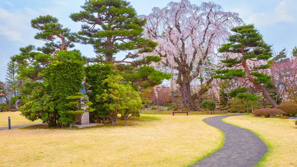 Tam Çiçeklenme Sakura Fujita Memorial Japon Bahçesi Hirosaki Japonya — Stok fotoğraf