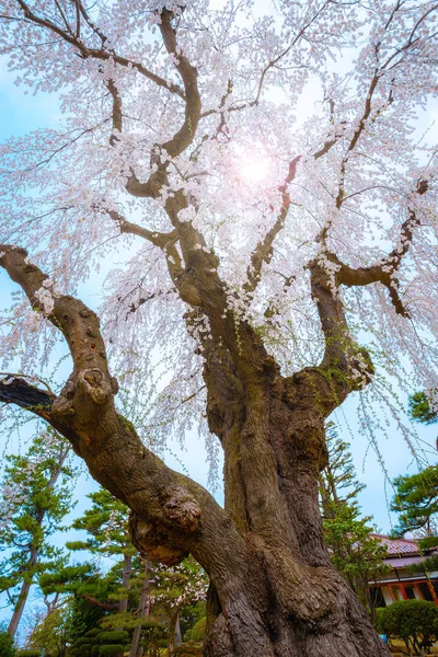 Full Bloom Sakura Fujita Memorial Japanese Garden Hirosaki Giappone — Foto Stock