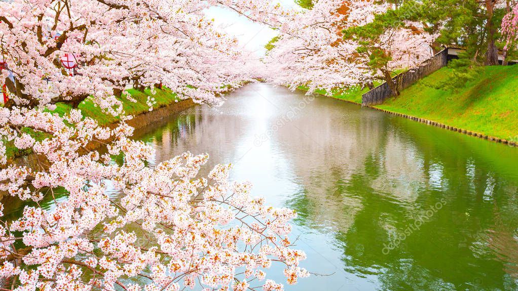 Full bloom Sakura - Cherry Blossom at Hirosaki park, one of the most beautiful sakura spot in Tohoku region and Japan