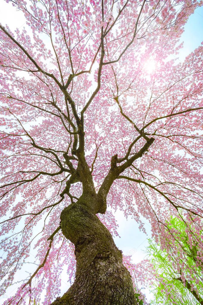 Full bloom sakura at The Fujita Memorial Japanese Garden in Hirosaki, Japan
