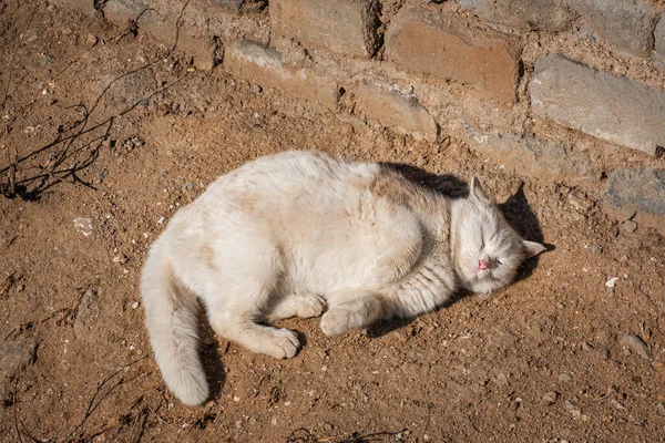 Gatto Randagio Badaling Grande Muraglia Cinese — Foto Stock