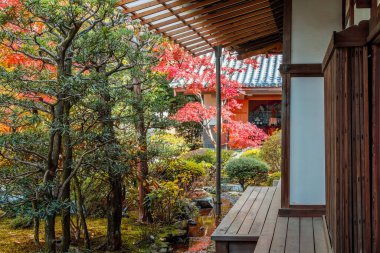 Kyoto, Japonya - 22 Kasım 2024: Japonya 'nın Kyoto kentinde sonbaharda güzel yeşillikleri olan Zuishin Tapınağı