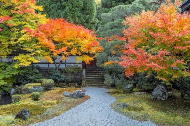 Japonya, Kyoto 'da sonbaharda güzel yeşilliklerle Sennyuji Tapınağı manzarası