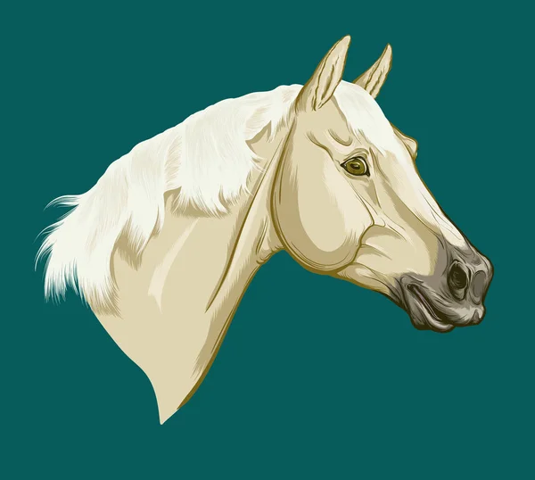 Gemaltes Porträt Von Trakehner Kopf Des Leichten Palomino Anzugs Pferd — Stockvektor
