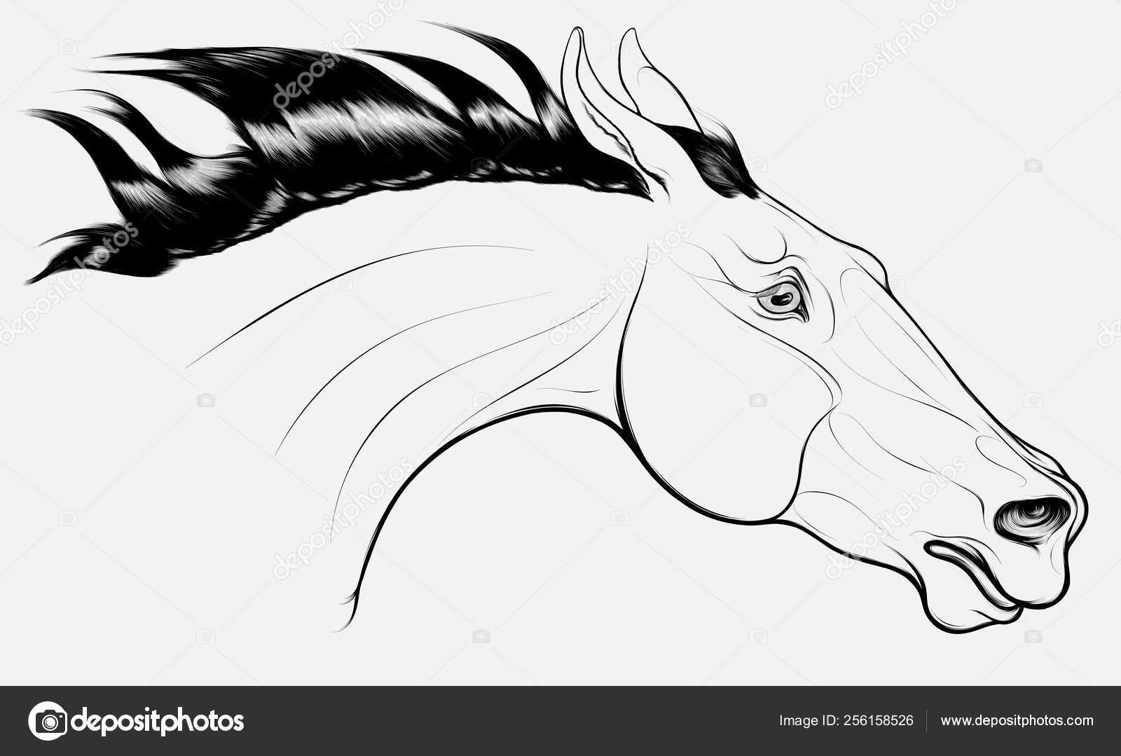 O cavalo correndo, correr, corcel, cavalo branco png