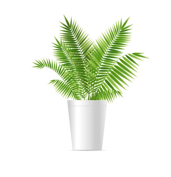 Realistico Dettagliato 3d Houseplant Green Palm. Vettore — Vettoriale Stock