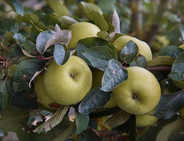 Reife Äpfel Auf Dem Baum Garten — Stockfoto