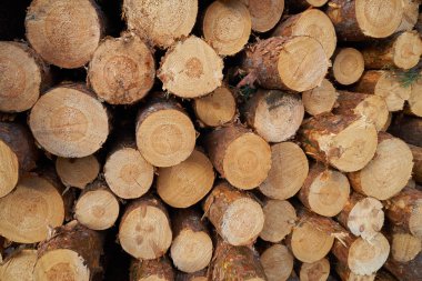 Yuvarlak kesilmemiş günlük crossection arka plan