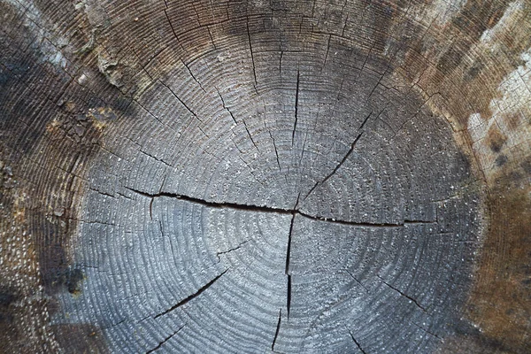 Querschnitt Durch Eine Baumstamm Geschnittene Holzstruktur — Stockfoto