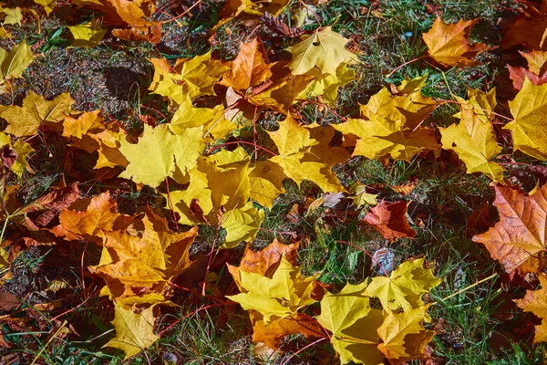 秋に緑の草に落ちたもみじ葉 — ストック写真