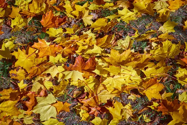 秋に緑の草に落ちたもみじ葉 — ストック写真