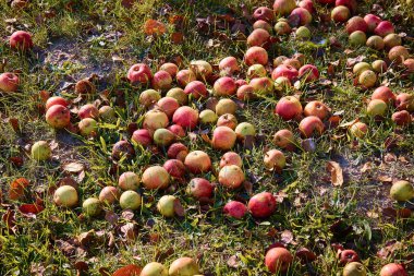 Elma elma ağacının altında çimlerin üzerine. Sonbahar arka plan - bahçede yeşil çimenlerin üzerinde düşmüş elma. Çim taze elma