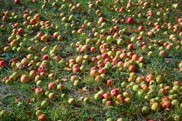 Яблука Траві Під Яблунею Осінній Фон Впали Яблука Зеленій Траві — стокове фото