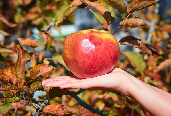 Roter Apfel Auf Der Palme Freien — Stockfoto