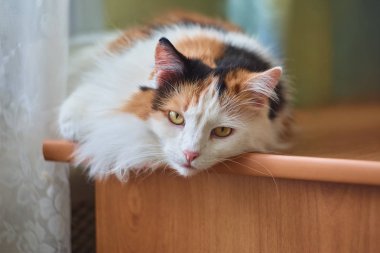 Üç renkli kedi bir bilgisayar masası üzerinde yalan