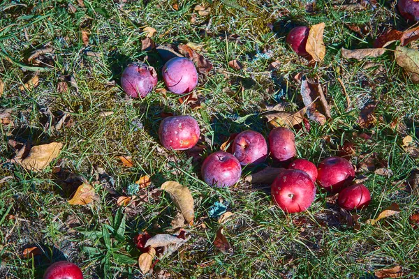 Jabłka Trawie Pod Jabłonią Tło Jesień Jabłka Upadły Zielonej Trawie — Zdjęcie stockowe