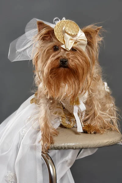 Cachorrinho como uma noiva — Fotografia de Stock