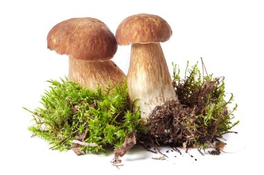 Beyaz mantar Borovik, beyaz arka plan üzerinde mantar boletus