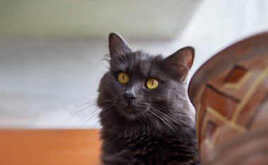 Gri kedi Nebelung.