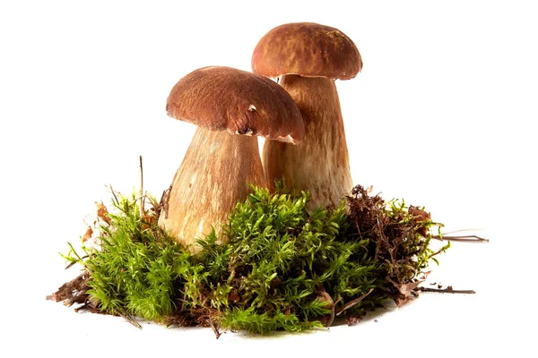 Boletus. Mantar ve yosun. Boletus beyaz bir arka plan üzerinde. — Stok fotoğraf