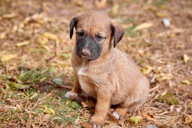 yeşillik üzerinde oturan sevimli karışık cins köpek yavrusu