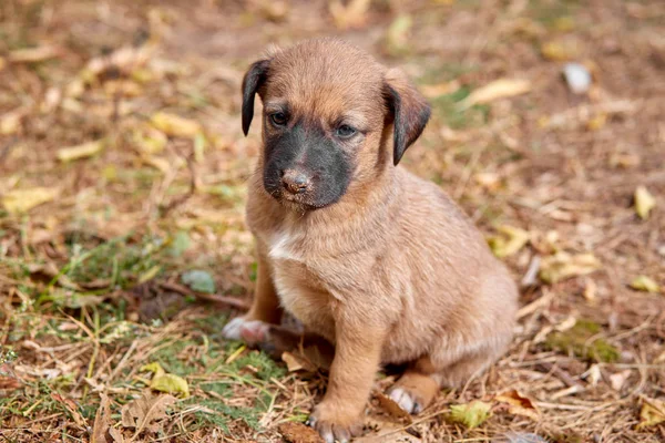 Bonito misto raça filhote de cachorro sentado na folhagem — Fotografia de Stock