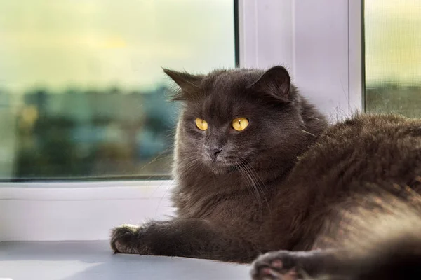 Серый кот Небелунг лежит дома на подоконнике. . — стоковое фото