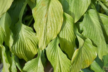 Yeşil hosta gider. Hosta Aureomarginata çiçekleri, Plantain Lily, Giboshi, yeşil yapraklar.