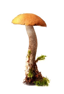 Yosun üzerinde güzel Turuncu-kap boletus mantar. Beyaz arka planda yalıtılmış