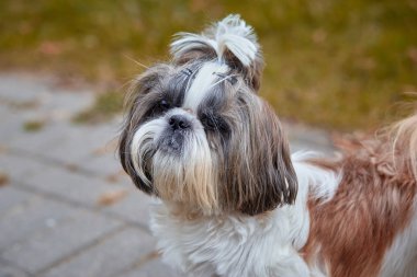 Küçük shih-tzu dışarıda dinleniyor.