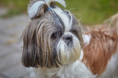 Küçük shih-tzu dışarıda dinleniyor.