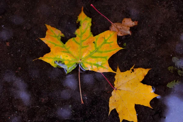 紅葉の多い秋の紅葉 — ストック写真