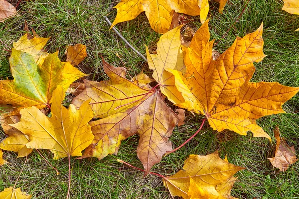 秋の紅葉が芝生の上に横たわる — ストック写真