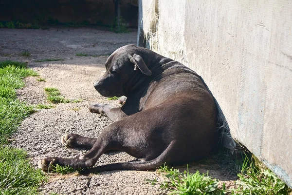 Чёрная собака лежит у стены — стоковое фото